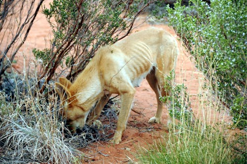 Free stock photo of australian wild dog, dingoe