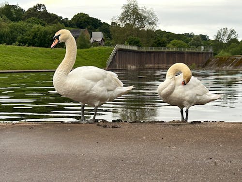 Foto profissional grátis de animais selvagens, calmo, cisnes