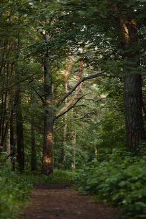 Forest trail through pines, photo by Lauri Poldre on Pexels