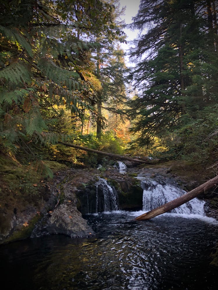 View Of A Stream In A Forest 