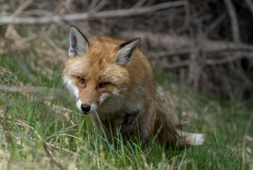 Free Close-up of a wild red fox in a grassy field showcasing its natural habitat. Stock Photo
