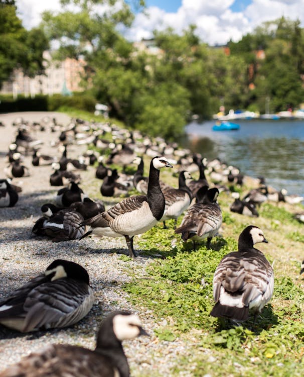 Free Shallow Focus Photo of Geese  Beside a Body of Water Stock Photo