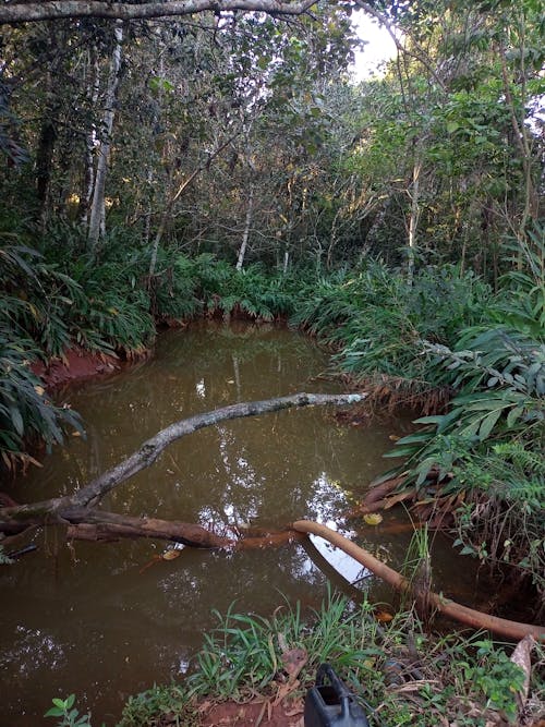 Imagine de stoc gratuită din conservarea naturii, floră, fotografie cu natură