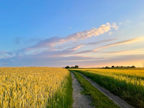 Ingyenes stockfotó aratás, búza, farm témában