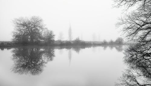 Darmowe zdjęcie z galerii z drzewa, fotos, mgła