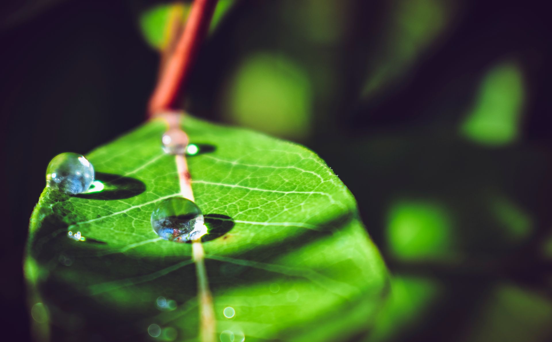 Vibrant green leaf with water droplets captured in shallow depth of field, showcasing nature's fresh beauty.
