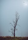 一棵光秃秃的孤树矗立在雾蒙蒙的蓝天下，一只鸟在树上翱翔