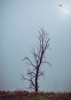 一棵光秃秃的孤树矗立在雾蒙蒙的蓝天下，一只鸟在树上翱翔