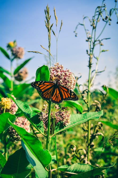 花の上の茶色と黒のモナーク蝶の写真