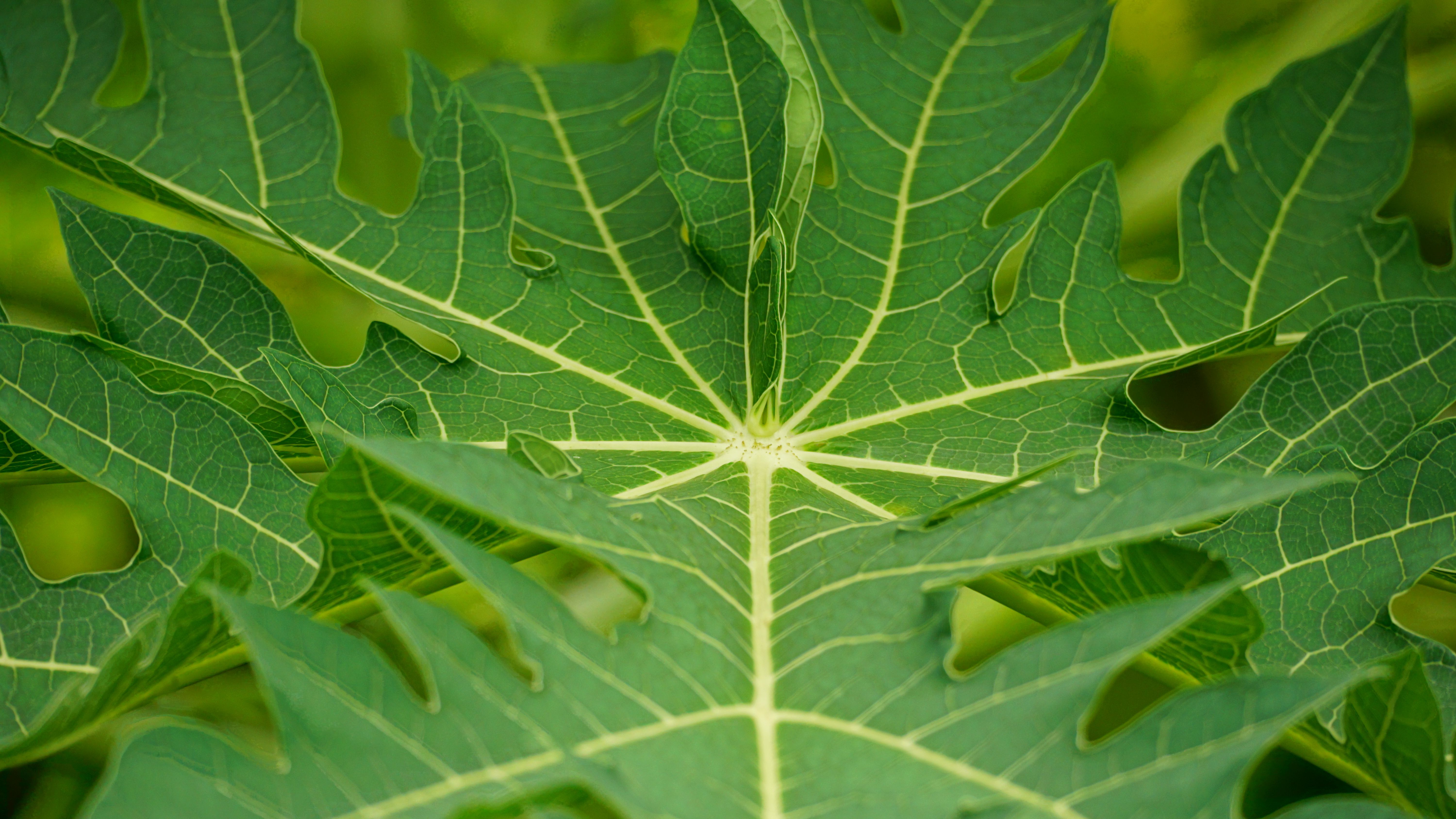 Wilde bloemen inspireren ecologische plantstructuren.