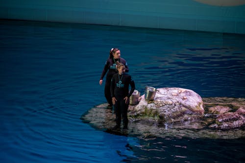 Foto profissional grátis de água, baleia, delfim
