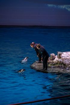 Dolphins interact with trainers at a Chicago aquarium, showcasing marine life education.