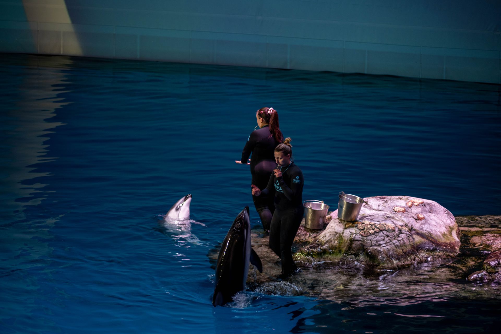 Aquarium trainers interact with dolphins during a live session in Chicago.