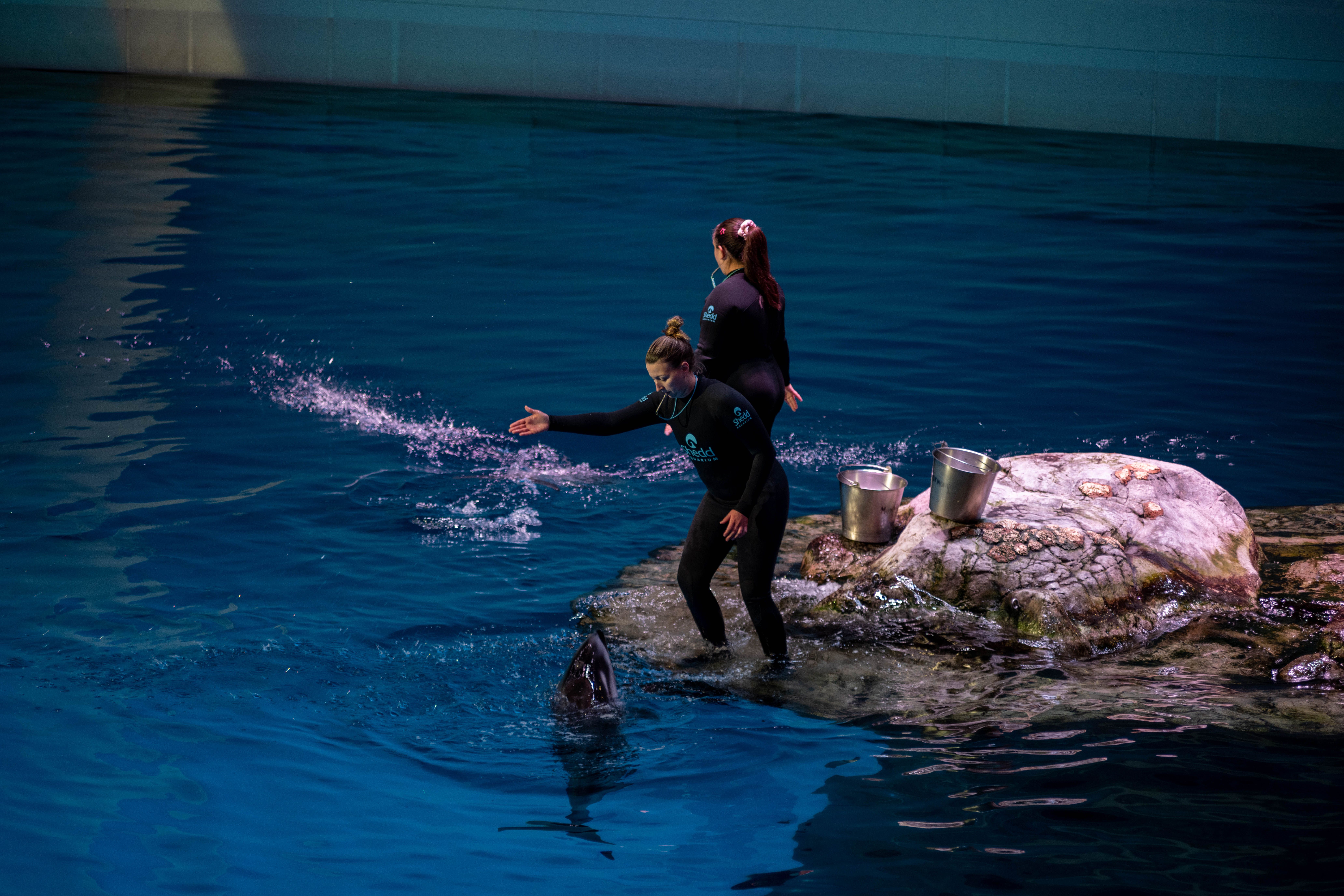 Two trainers engage a dolphin in a lively performance at an indoor aquarium in Chicago.