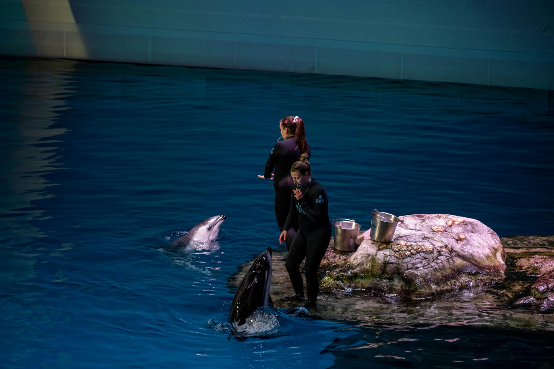 Dolphins interact with trainers at Chicago's renowned Shedd Aquarium. Captures marine life engagement.