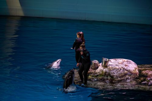 Free Dolphins interact with trainers at Chicago's renowned Shedd Aquarium. Captures marine life engagement. Stock Photo