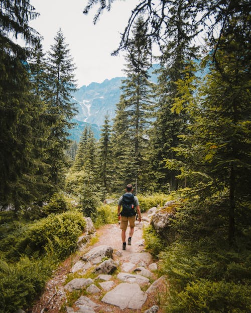 Man Walking on Trail Between Trees