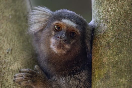 Close-up of a Marmoset Sitting on a Tree