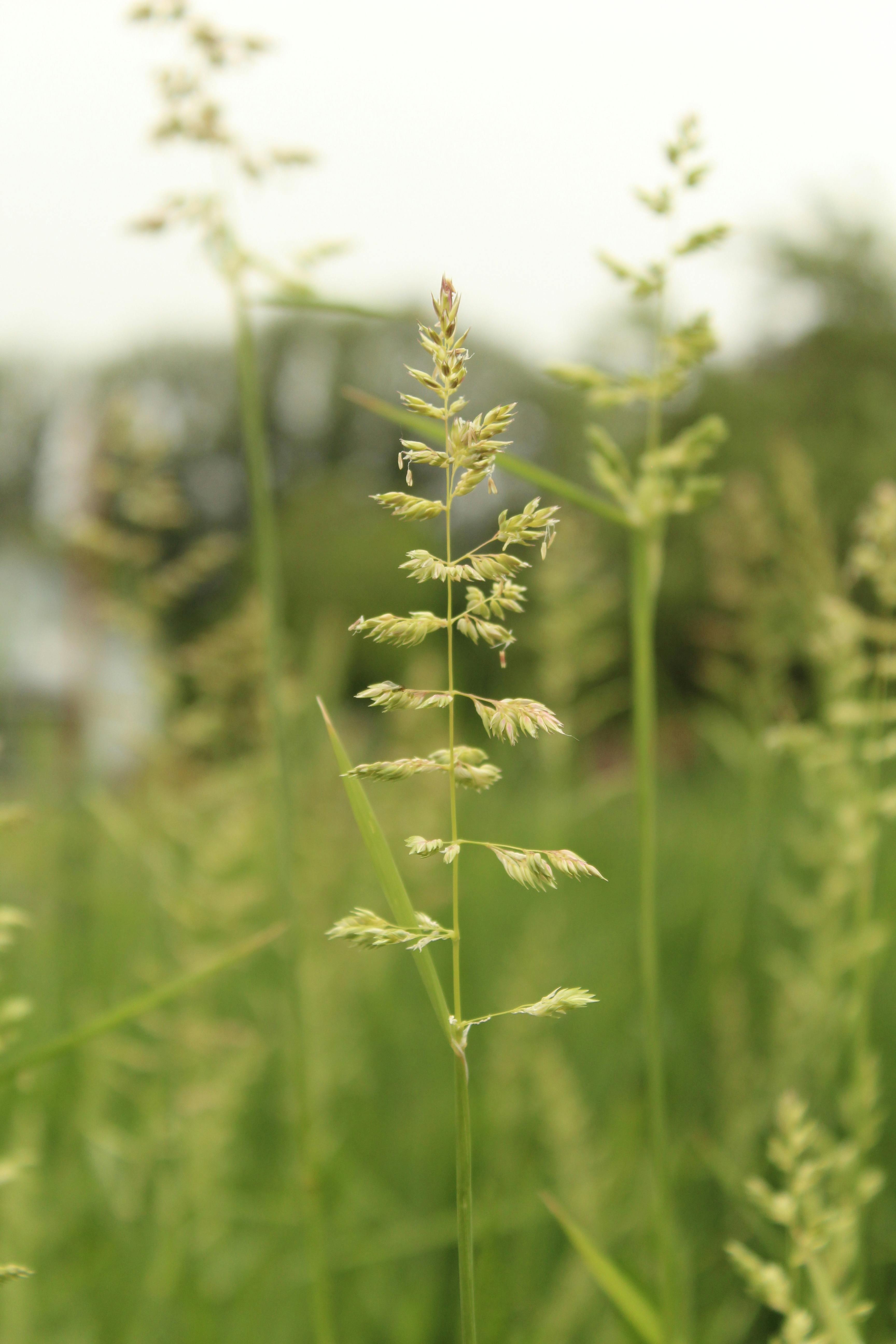 Free stock photo of blade of grass, blades of grass, grass