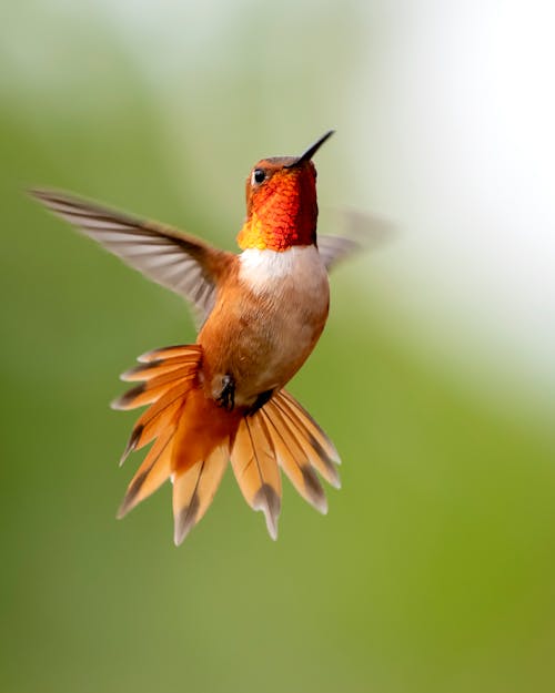 Free Focus Photography of Flying Hummingbird Stock Photo