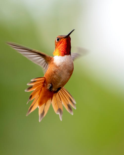 Focus Photography Of Flying Hummingbird