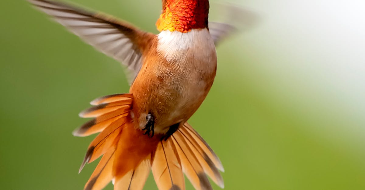 What bird is black with orange breast?