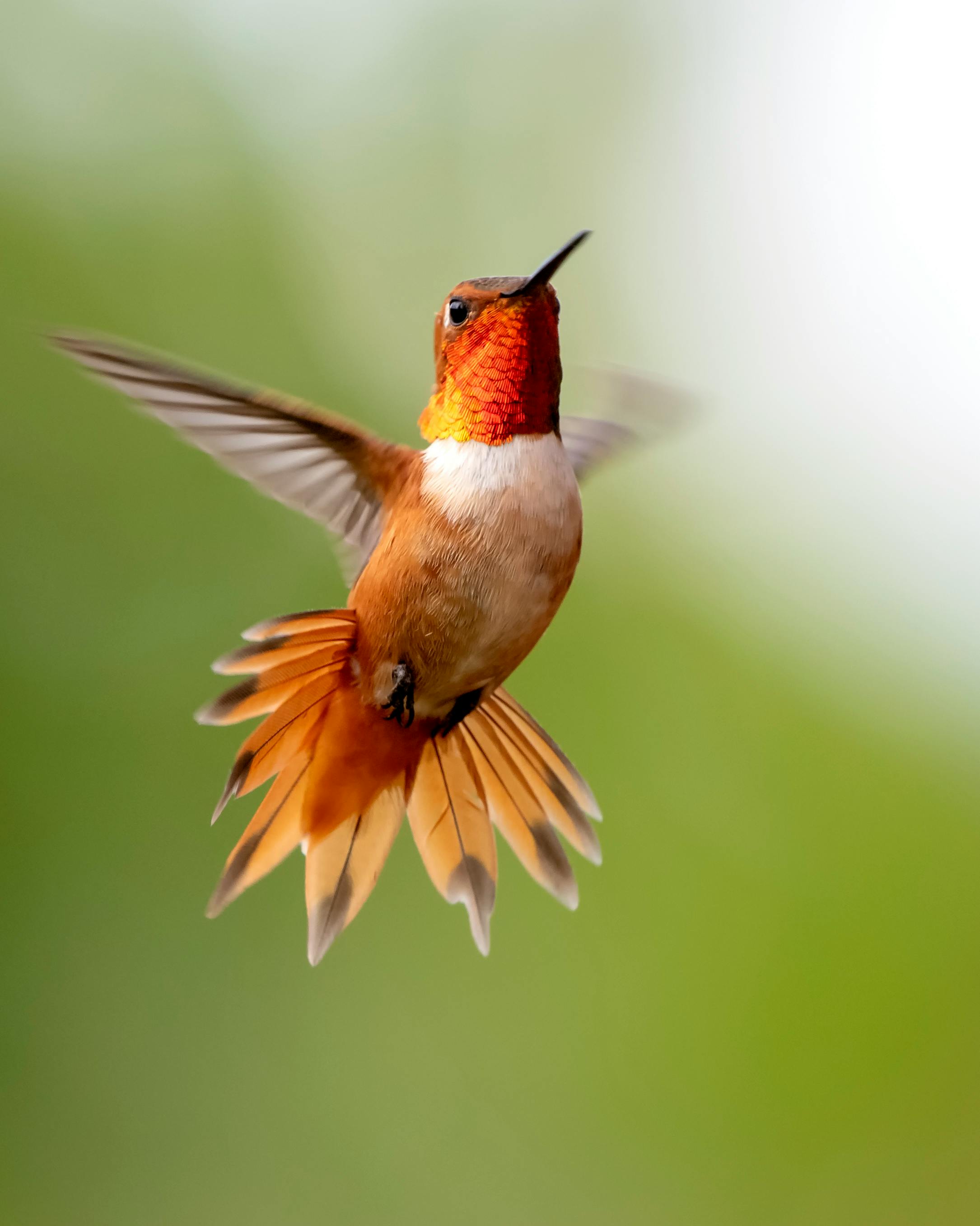 Focus Photography of Flying Hummingbird · Free Stock Photo