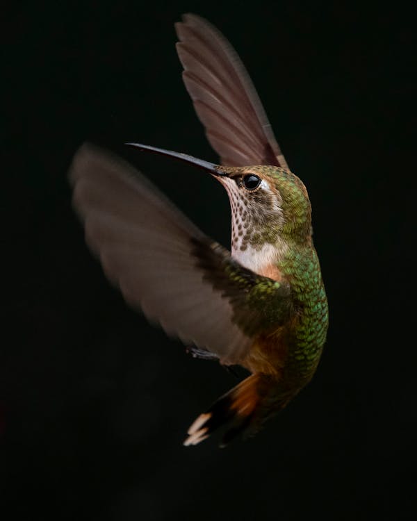 Free Green And Brown Hummingbird Stock Photo