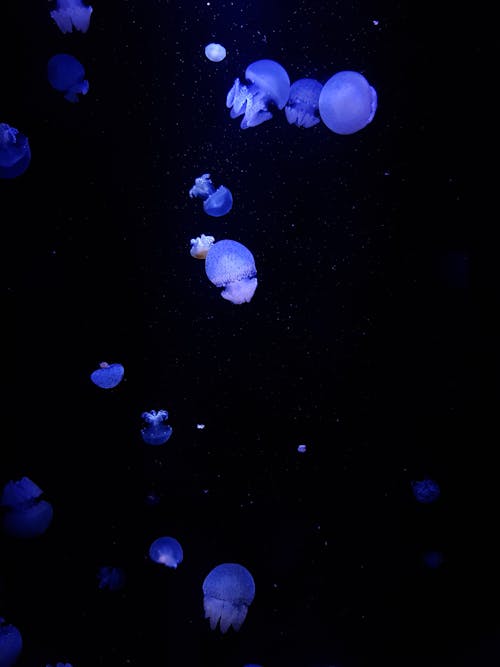 Free stock photo of aquarium, aquatic, jellyfish Stock Photo