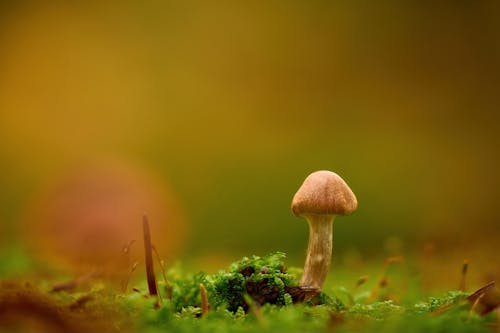 A small mushroom is standing on top of some green grass