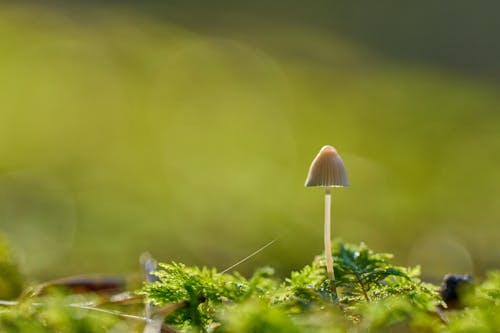 A small mushroom is standing on top of some green grass