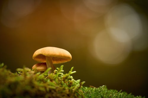 Mushrooms on a mossy surface with a blurry background