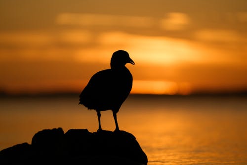 Foto profissional grátis de água, alvorecer, animais selvagens