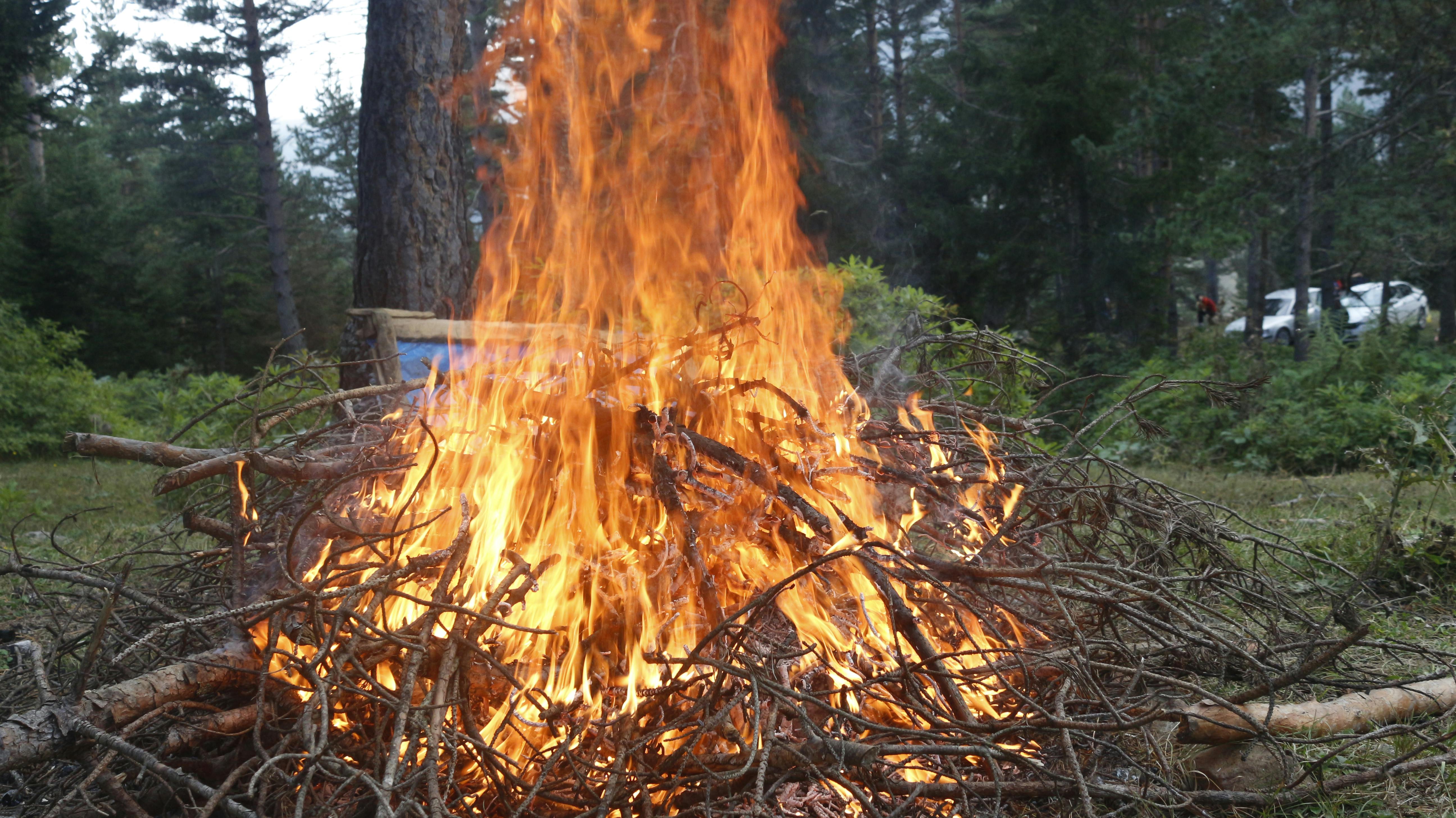 Burning Tree Branches · Free Stock Photo