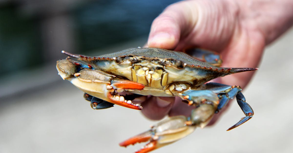 How to eat stone crab claws
