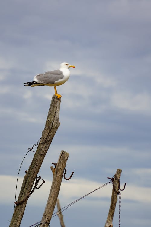 Free stock photo of animal, beak, bird