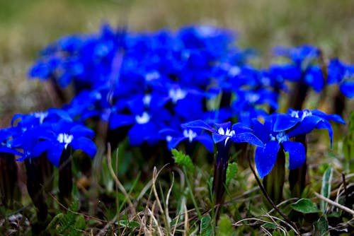 Imagine de stoc gratuită din albastru, flori albastre, flori de munte