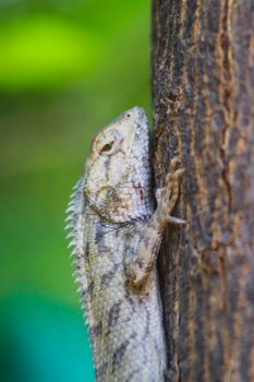 lizard photo