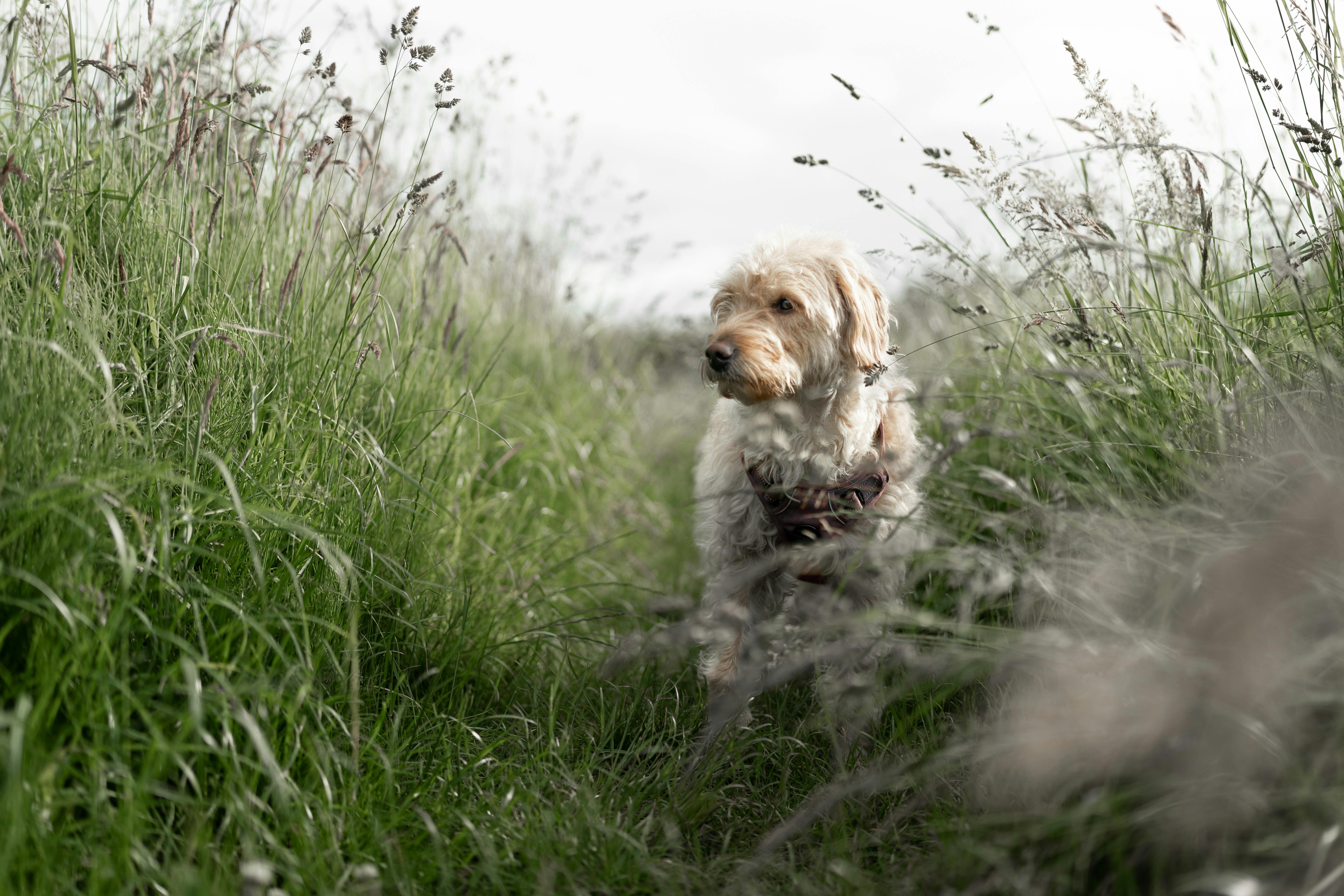 A white dog enjoying a walk through a lush green meadow. Perfect for nature and pet themes.