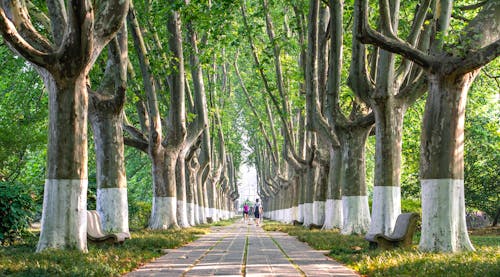 Imagine de stoc gratuită din nanjing, potecă mărginită de copaci, 南京