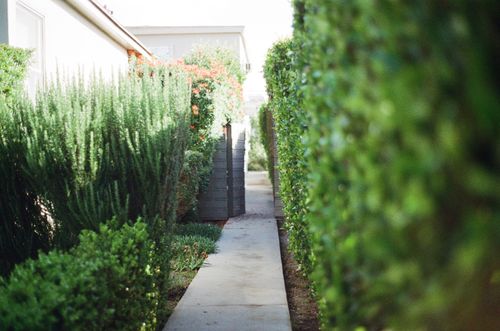 Free A tranquil garden pathway lined with lush green hedges under bright daylight. Stock Photo