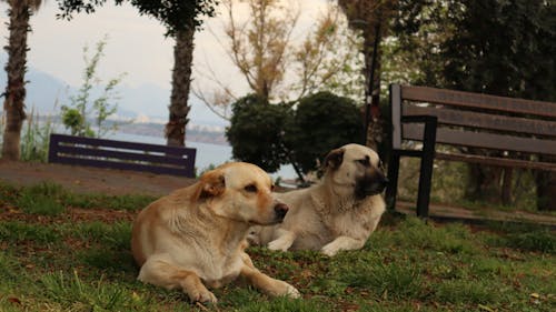 カンガル, キヤノン, 犬の無料の写真素材