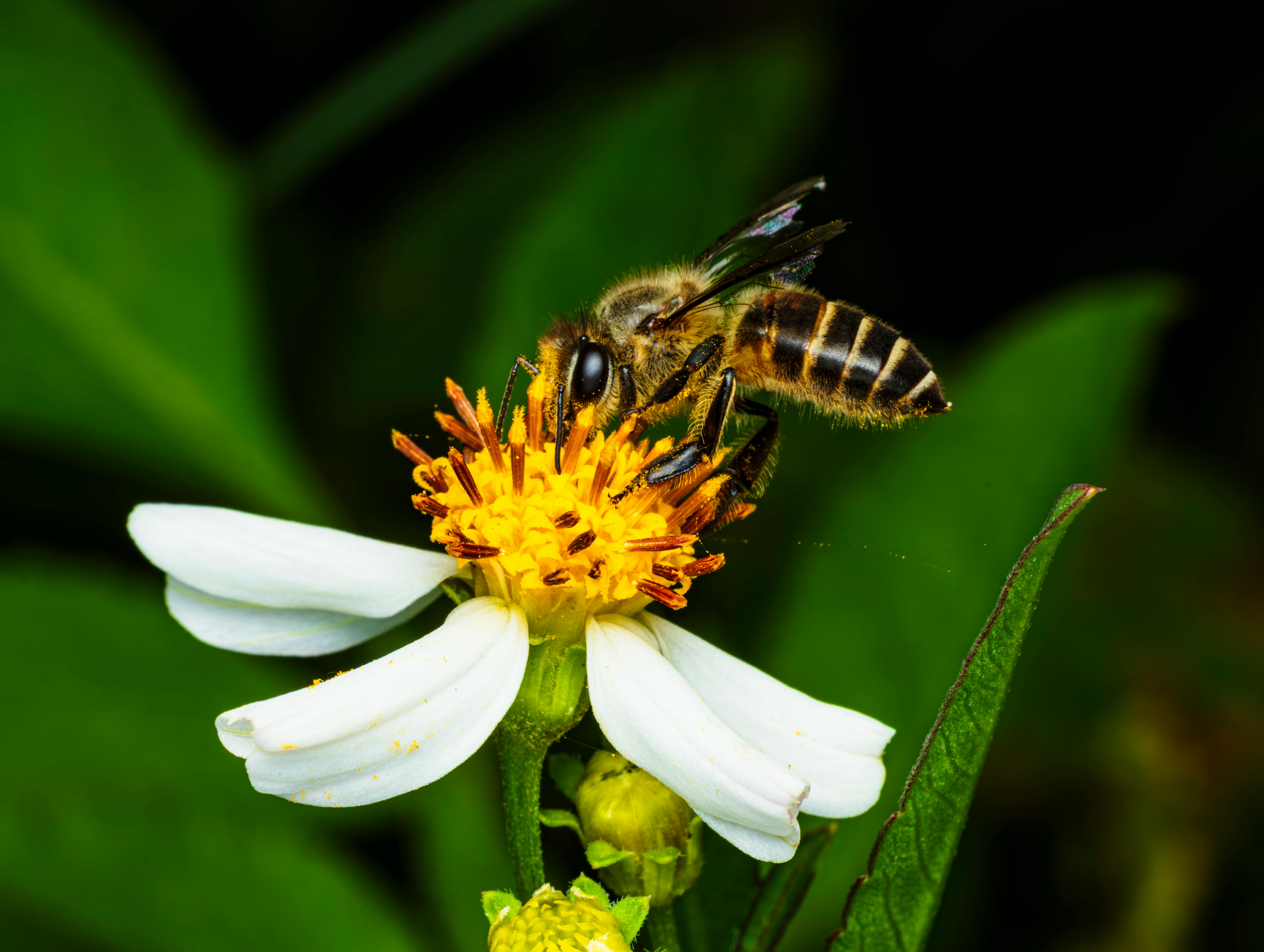 A bee is on a white flower with green leaves