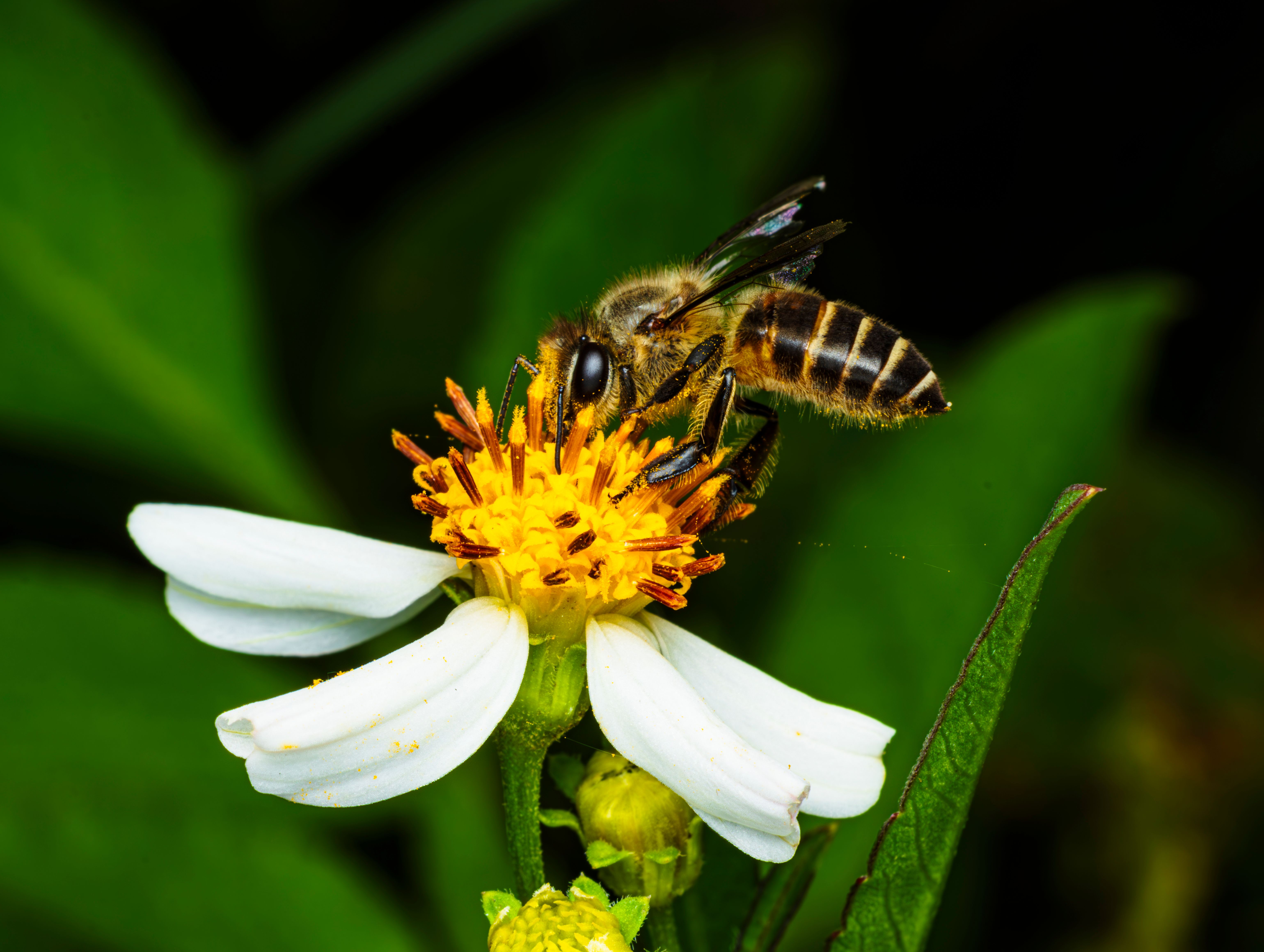 Bee on a flower