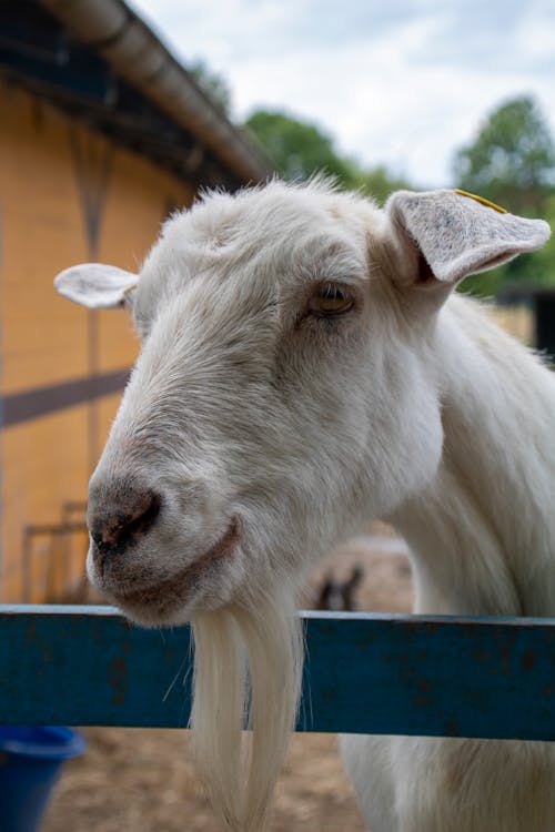 Foto d'estoc gratuïta de a l'aire lliure, agricultura, animal