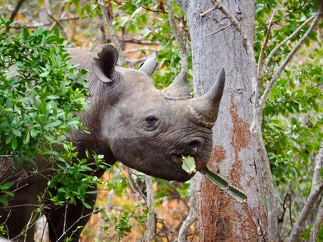 Close-up of a black rhino browsing leaves in its natural habitat.