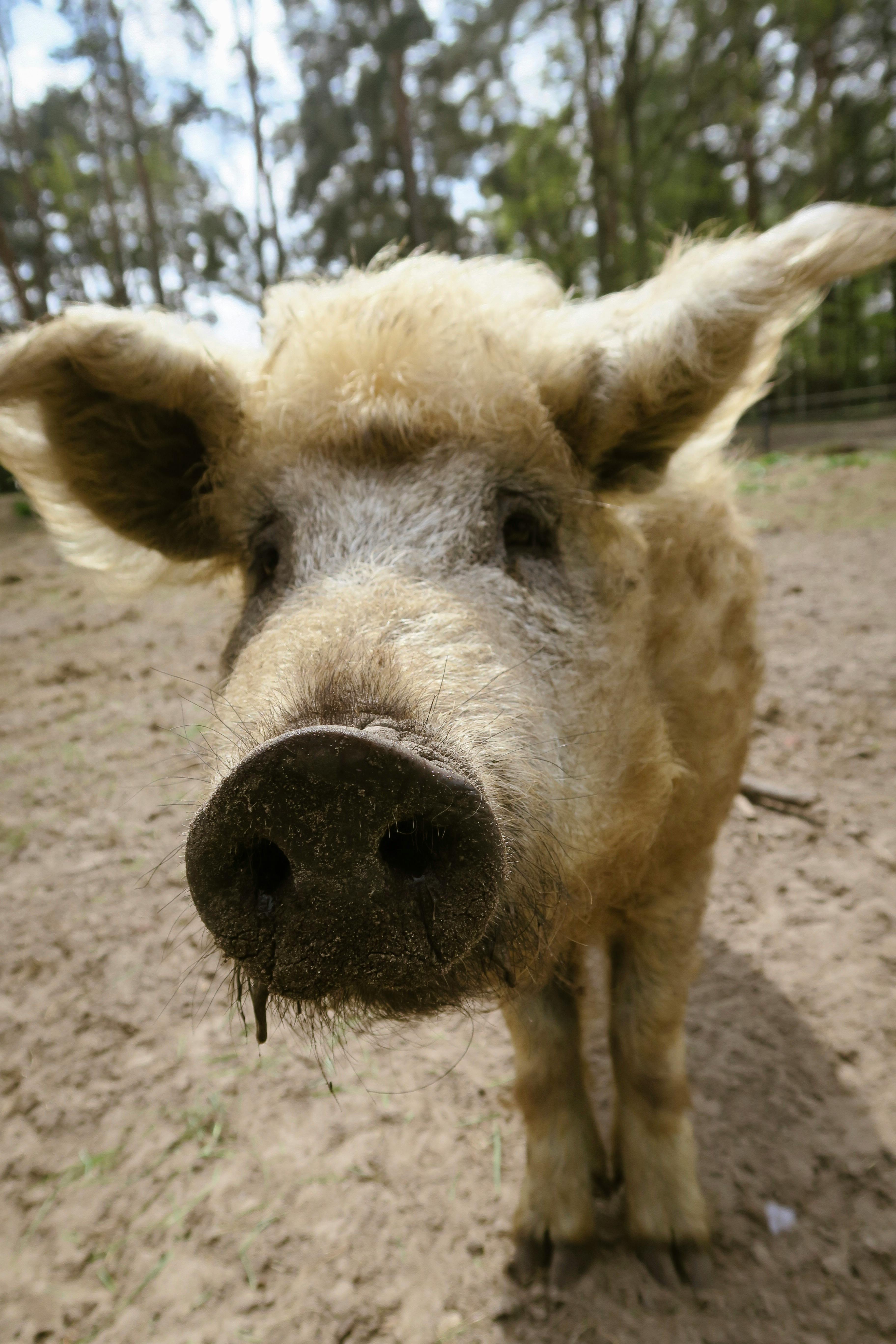 close up of a hairy pig