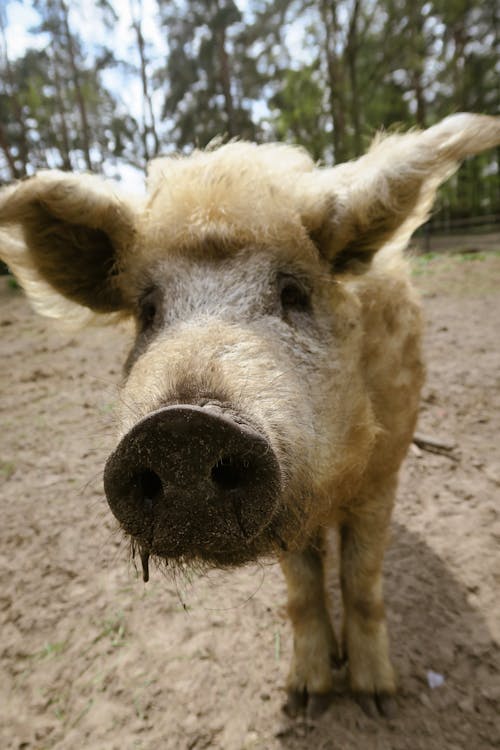 Gratis stockfoto met beest, boerderij, brandenburg