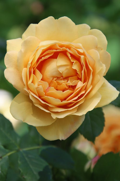 Fotos de stock gratuitas de amarillo, en flor, flor