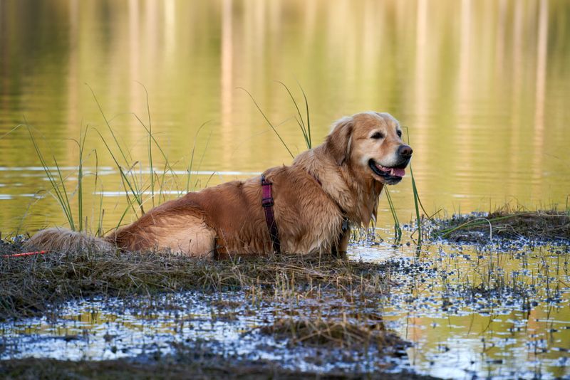 Sıcak bir yaz gününde bir gölette serinleyen genç bir Golden Retriever